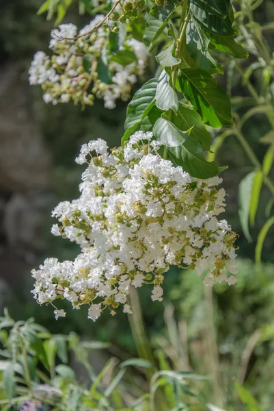 Close up of white blossoming — Stock Photo, Image