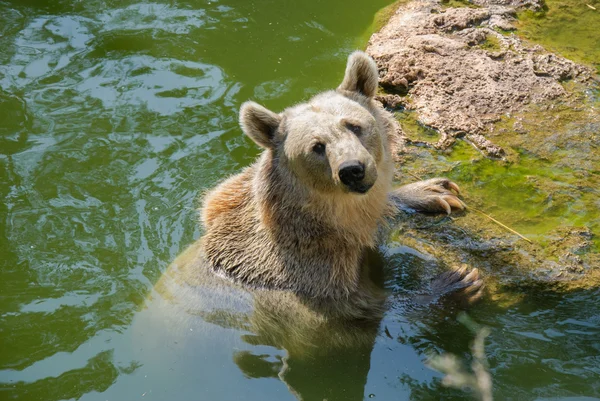 Bear in water — Stock Photo, Image