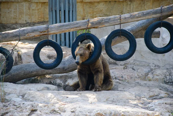 Bear with tire — Stock Photo, Image