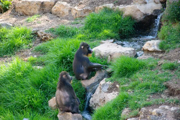 Monkeys near a mountain stream — Stock Photo, Image