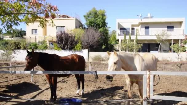 Paarden eten en kijken naar de camera — Stockvideo