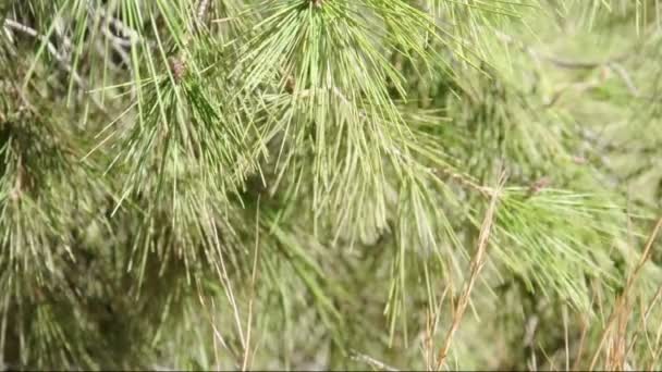 Tak van een naaldboom in de wind — Stockvideo