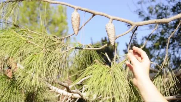 Child's hand touches pine cones — Stock Video