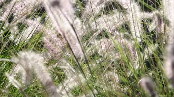 Gramíneas ornamentais absorvem a luz do sol do outono. Pennisetum alopecuroides — Vídeo de Stock