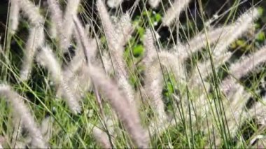 Dekoratif çimenler sonbahar güneş kadar bekletin. Pennisetum alopecuroides