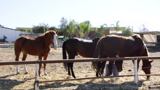 Cavalos comendo — Vídeo de Stock