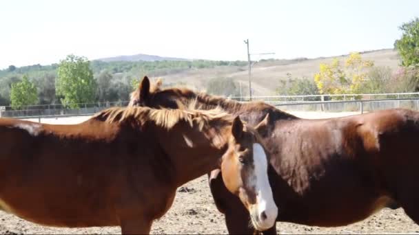 Dos caballos coquetean y juegan — Vídeo de stock