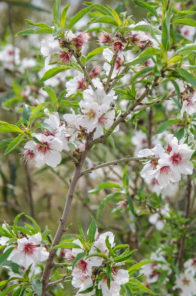 Almond Tree in Bloom — Stock Photo, Image