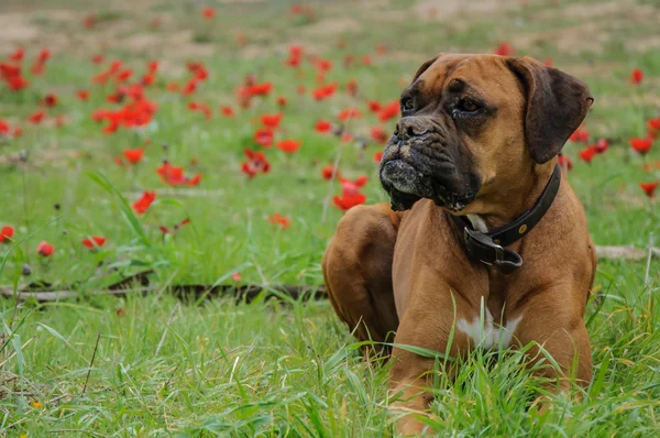 Boxer lays on a green meadow of red flowers — Stock Photo, Image