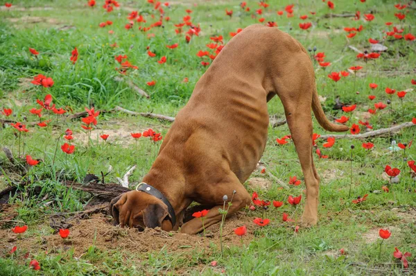 Cão de escavação, empurrar a cabeça em um buraco — Fotografia de Stock