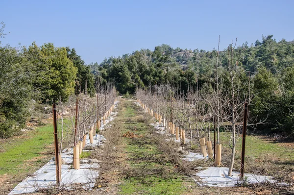 Árboles jóvenes recién plantados — Foto de Stock