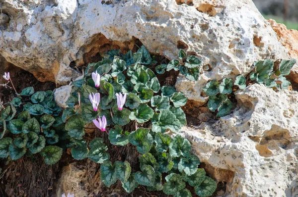 Wild cyclamen between rocks — Stock Photo, Image