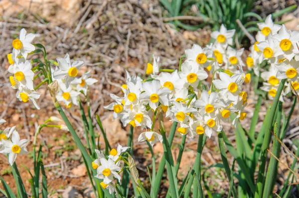 Many white narcissus flowers — Stock Photo, Image