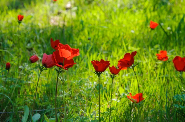 Anêmonas florescentes — Fotografia de Stock