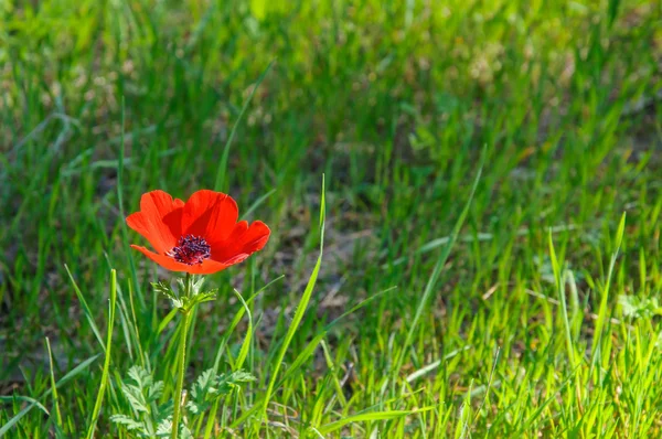 Ανεμώνη κόκκινο λουλούδι — Φωτογραφία Αρχείου