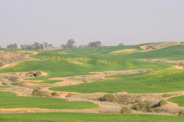 Green fields and rolling hills — Stock Photo, Image