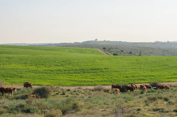 Vacas de pastoreo en el paisaje pastoral — Foto de Stock