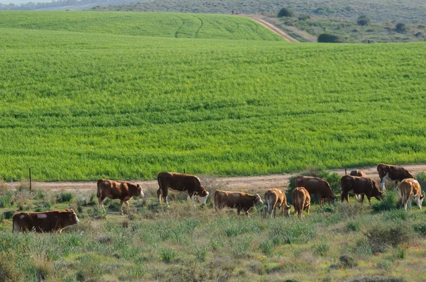 Vacas de pastoreo en el paisaje pastoral — Foto de Stock