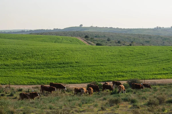 Vacas de pastoreo en el paisaje pastoral — Foto de Stock