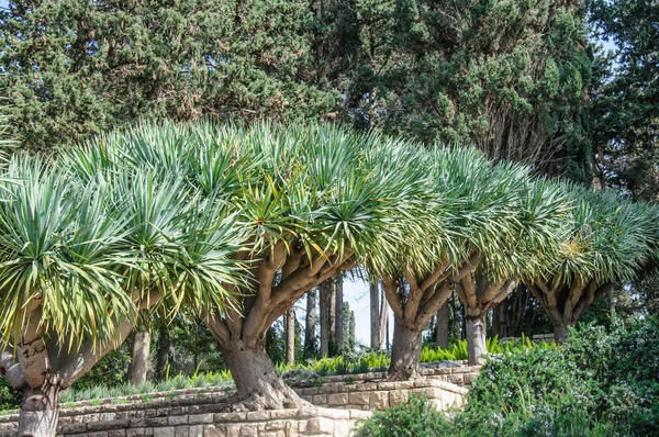 Rangée d'arbres dans les jardins du Baron Edmond de Rothschild (National — Photo