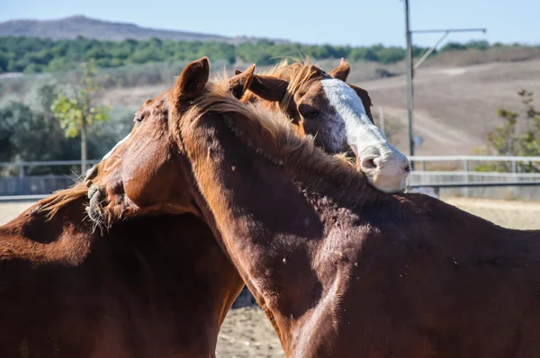 Dos caballos coquetean y juegan — Foto de Stock