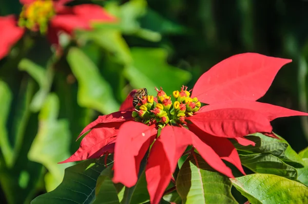 Μέλισσα και κόκκινο λουλούδι — Φωτογραφία Αρχείου