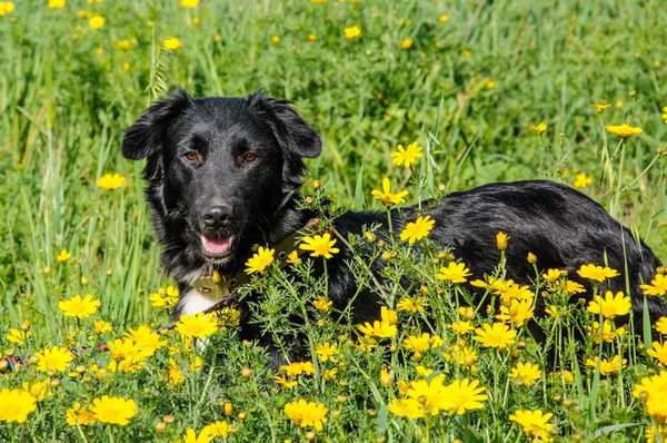 Μαύρο σκυλί σε ένα λιβάδι των λουλουδιών — Φωτογραφία Αρχείου
