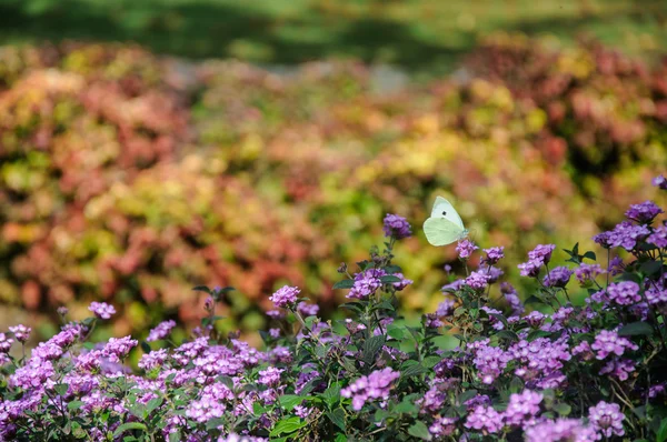 Beau papillon blanc assis sur des fleurs — Photo