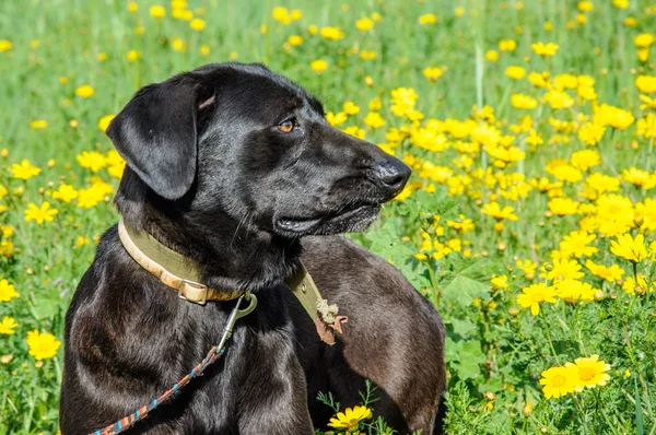 Czarny pies na łące kwiatów — Zdjęcie stockowe