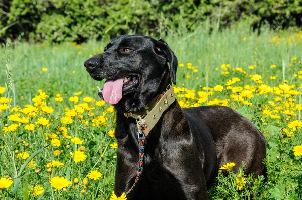 Siyah köpek bir çayır çiçek — Stok fotoğraf