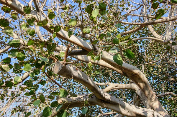 Branche d'un arbre contre le ciel — Photo