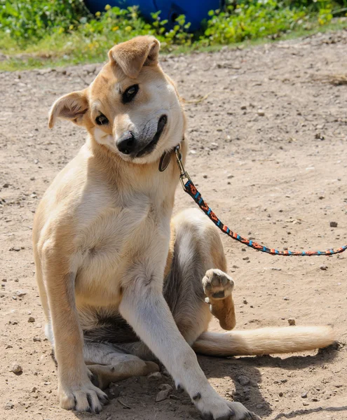 Creamy dog scratching an itch — Stock Photo, Image