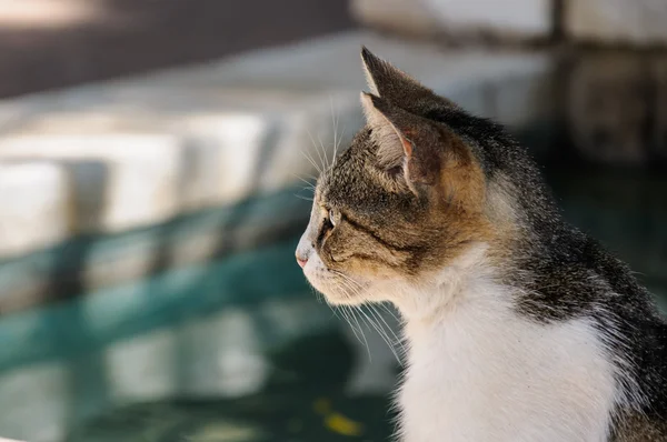 Una vista de perfil de un gato — Foto de Stock