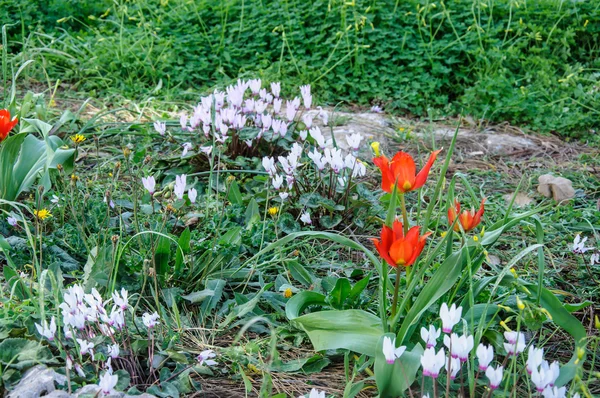 Red tulip and spring , gentle purple cyclamens — Stock Photo, Image