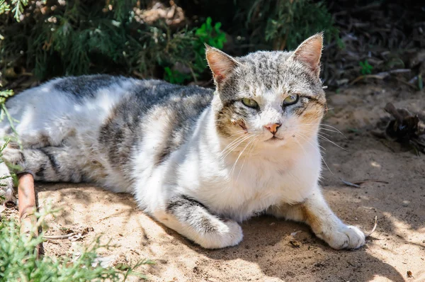 Slaperig dakloze kat geniet van middag zon in de tuin — Stockfoto