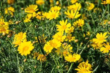 Bahar çiçek açan çayırda sarı çiçek