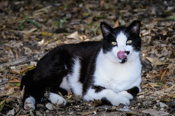 Belo gato preto e branco lambendo seu nariz — Fotografia de Stock