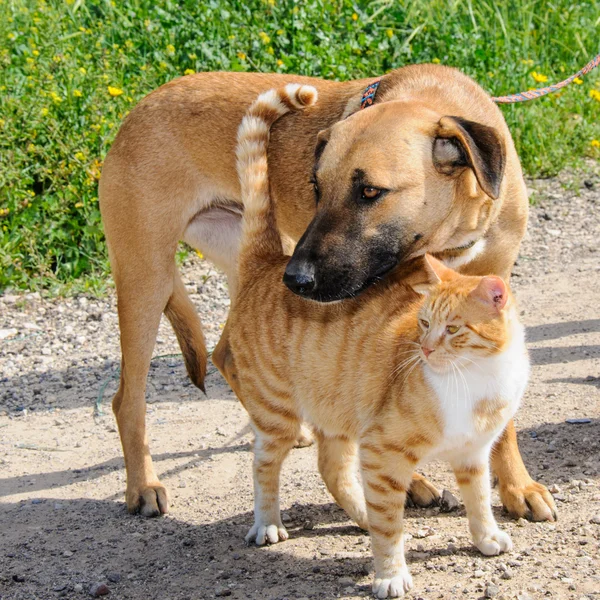 Vrienden - bruine hond en gember kat samen — Stok fotoğraf