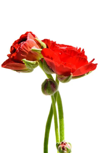 Ranunculus (buttercups), aislado sobre blanco —  Fotos de Stock