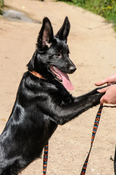 Black dog standing on hind legs — Stock Photo, Image