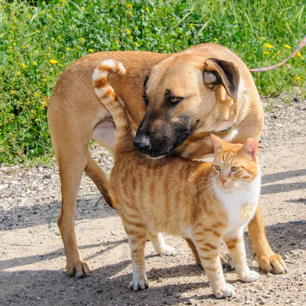 Φίλοι - καφέ σκυλί και τζίντζερ γάτα μαζί Εικόνα Αρχείου