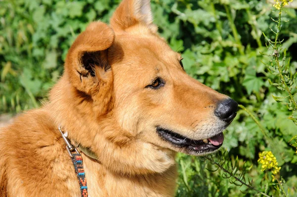 Kızıl köpek uzağa bakarak portre — Stok fotoğraf