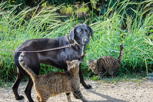 Arkadaşlar - köpek ve iki kedi birlikte — Stok fotoğraf