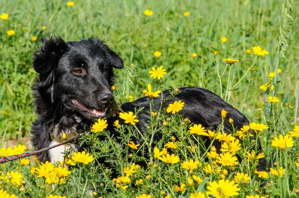 Black dog in a meadow of flowers — Stock Photo, Image