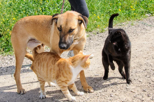 Cão marrom e dois gatos juntos — Fotografia de Stock