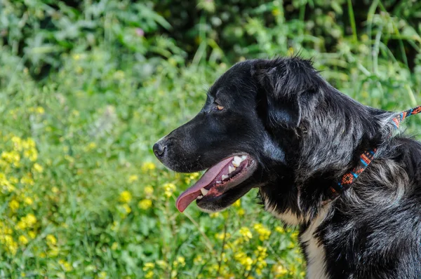 Perfil de primer plano retrato de un perro negro — Foto de Stock