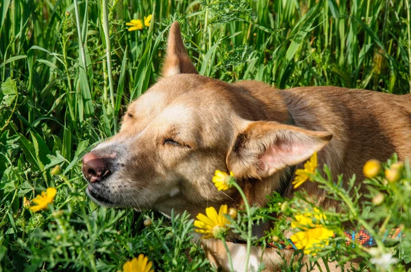 Cão marrom bonito cheira uma flor — Fotografia de Stock