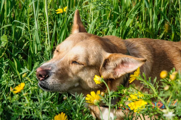 güzel kahverengi köpek çiçek kokuyor.