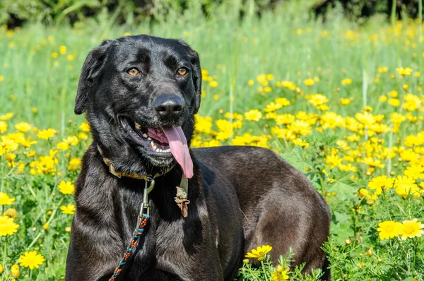 Black dog in a meadow of flowers — Stock Photo, Image