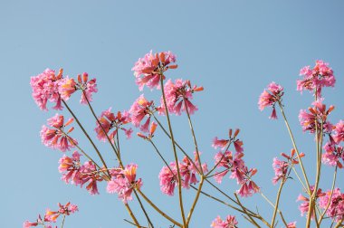 Pembe ağaç çiçek mavi gökyüzü